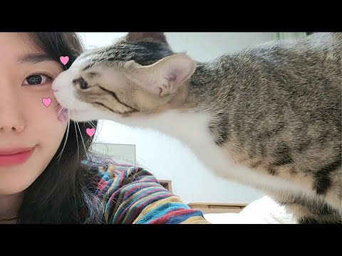 뽀뽀알려주니 매일100번해주는 개냥이