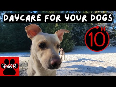 🐕‍🦺💜 Daycare for your dog!  Dogs can't resist this Video! 🐕‍🦺🐕🌦🌲 DogTV No commercials for months!