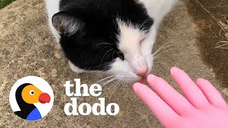 Woman Talks To Stray Cat...And It Works | The Dodo