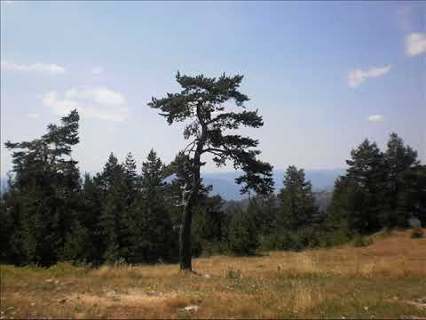 Ацо Марковић - Ој голубе, мој голубе