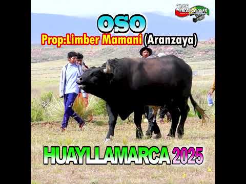 HUAYLLAMARCA 2025 -Encuentro Estelar "Negro - Oso". #shortsviral  #almaproduccionesbolivia