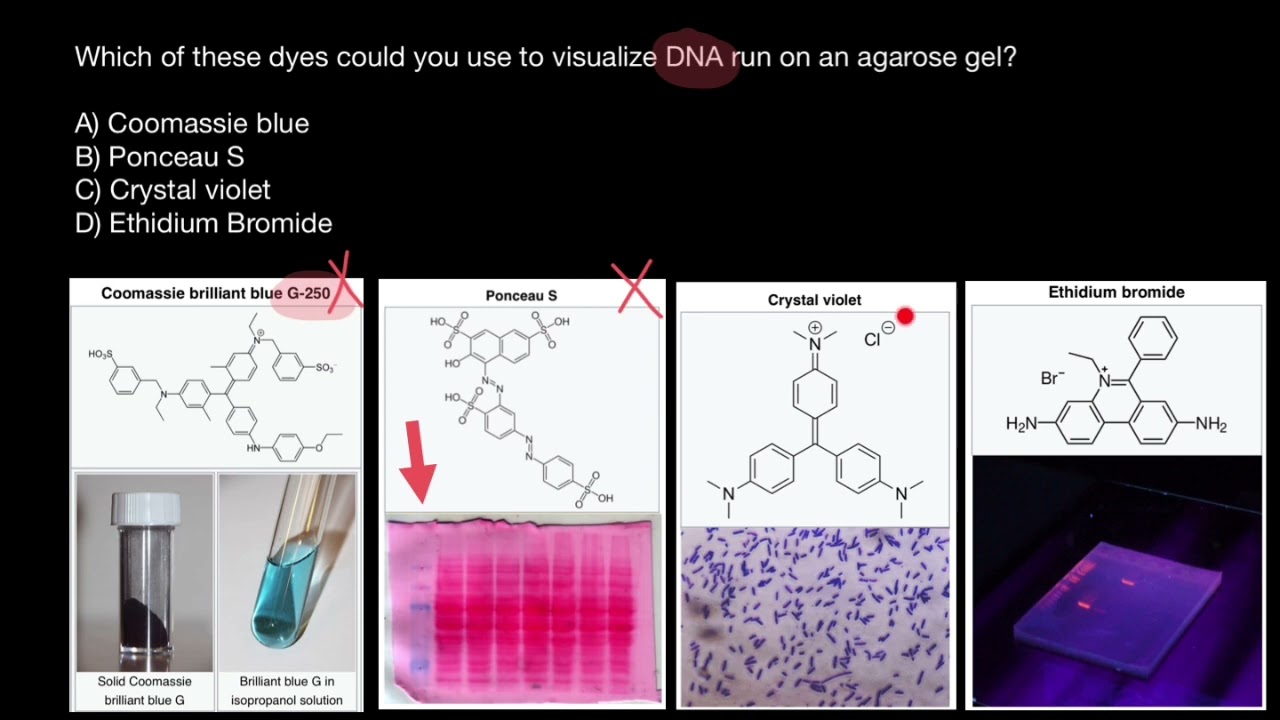 Dyes for DNA staining