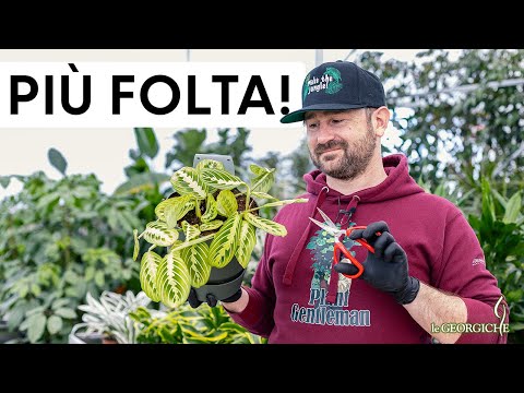 Maranta Accommodation