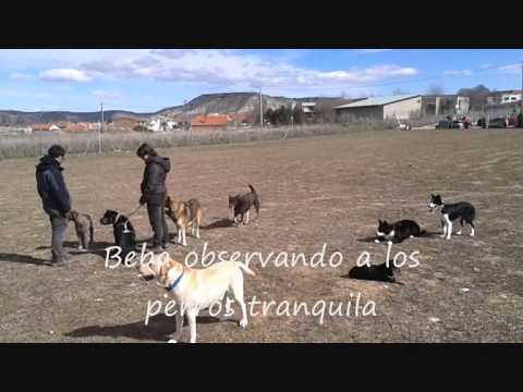 Clases BEBA, Family DOG SL www cincohuesos com