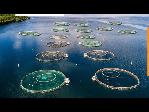, title : 'Будущее аквакультуры. Новые технологии выращивания рыбы.