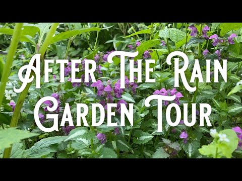 After The Rain Early Summer Garden Tour - Calming Ambient Garden Tour