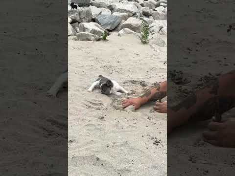 Video 1