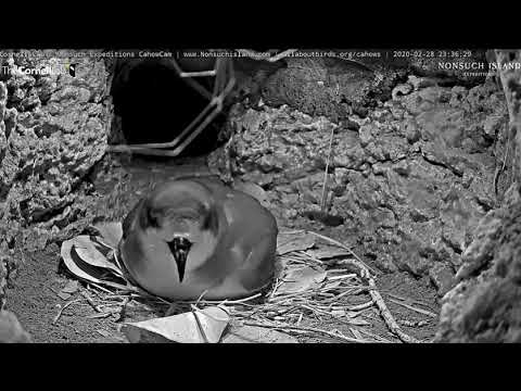 2020 02 28 Bermuda Cahow/Petrel - 23:33 Hatch in progress, chick is working hard