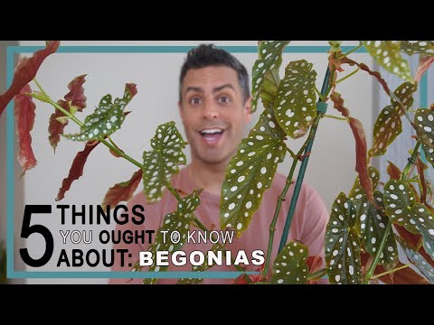 5 Things You Ought To Know About BEGONIA Care! Begonia Maculata + Rex Begonia - Plant Care Tips