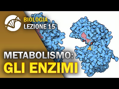 BIOLOGY - Lesson 15 - Enzymes | Cellular Metabolism