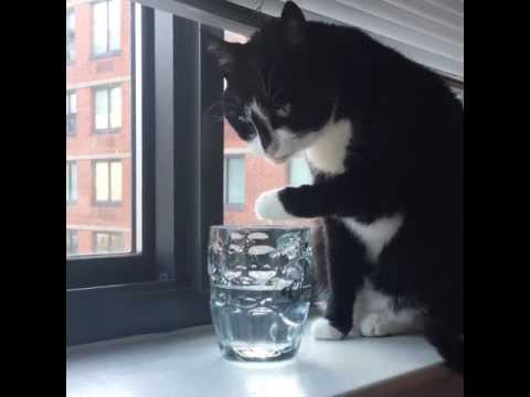 Cat drinking water with paw