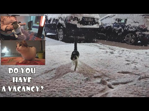 A stray cat's cry for help on a cold day with heavy snow. Adorable Paws