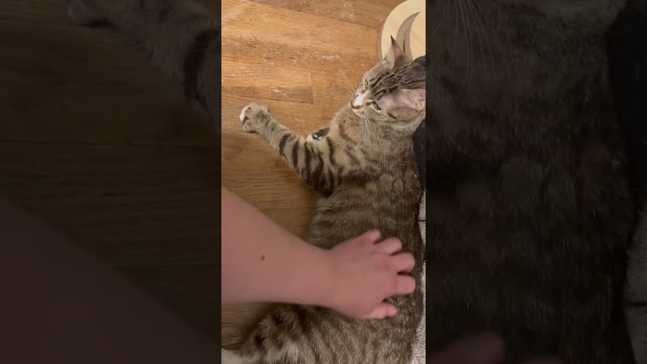 Enlarge Courtney, a Adoptable Domestic Short Hair in Wakefield, MA video 6/6