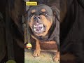 Angry Rottweiler Growls! 😡🐕⚠️ (Scary Sounds!) #shorts #sound #dog #nature