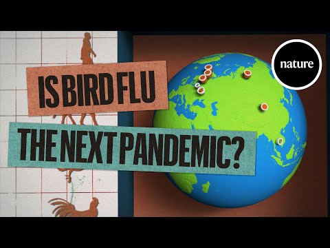 Is bird flu the next pandemic? The science so far.