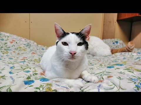 youtube-動物記事1970/01/01 09:00:00