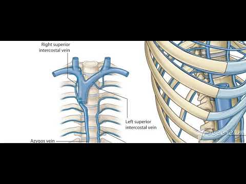 Thoracic cage