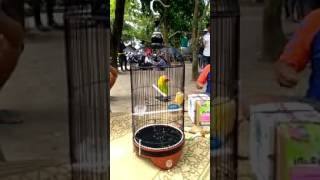 Download lagu Gaya main Sang Legenda Lovebird Kusumo Bikin Jatuh Cinta Kicau Mania mp3 Download lagu Gaya main Sang Legenda Lovebird Kusumo Bikin Jatuh Cinta Kicau Mania mp3