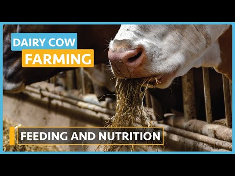 Dairy Cow Farming Lesson 1 Introduction to Dairy Farming Course