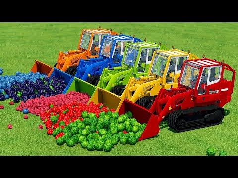 TRANSPORT WATERMELONS, BLUEBERRY, BLACKBERRY, RASPBERRY & STRAWBERRY WITH MCCORMICK TRACTORS - FS 22