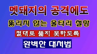 [텃밭농부 2,010]  멧돼지의 공격을 완벽히 막을 수 있는 철망을 설치하는 방법. #울타리 설치