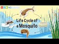Life Cycle Of A Mosquito