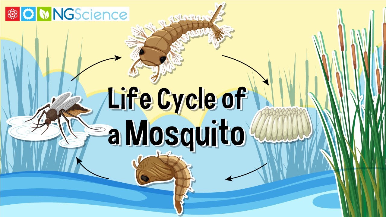 Life Cycle of a Mosquito