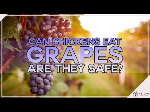 Can Chickens Eat Grapes? Are They Safe