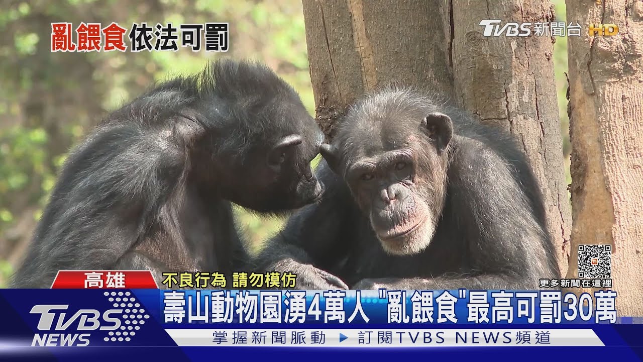 童亂扔食物餵黑猩猩!父母沒制止還拍手 最高罰30萬