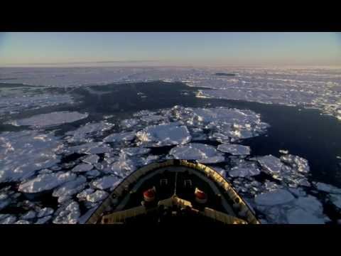 Antarctic Toothfish - more unknown than known