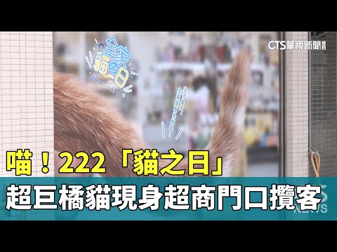喵！　222「貓之日」　超巨橘貓現身超商門口攬客
