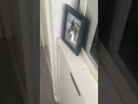 KASIS MISSING CAT CAME AFTER 2 WEEKS!!