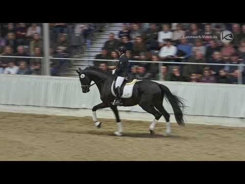 Gestüt Letter Berg Junghengst Spökenkieker V. Hengstschau Verden 2018
