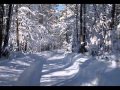 Сказка зимнего леса 