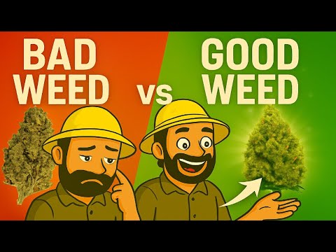Good Bud vs Bad Bud: The Difference You’ve Never Noticed