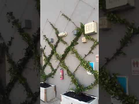 Custom trellis system ..Jasmine Flower Vine