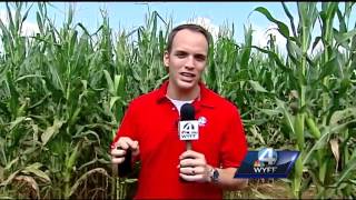 Chris Justus attempts to navigate Denver Downs' corn maze