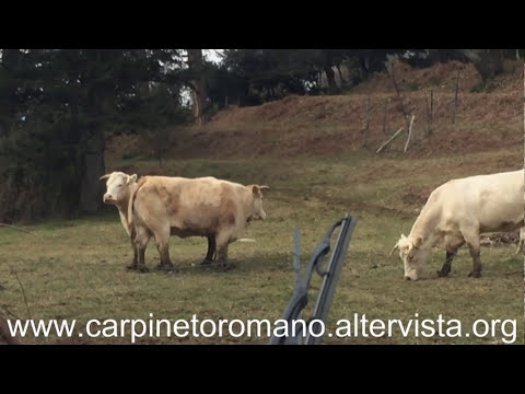 Toro e Mucche di razza Piemontese al pascolo