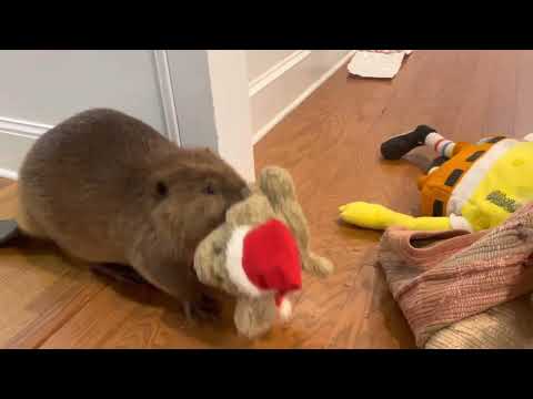Rescue beaver makes Christmas dam in house