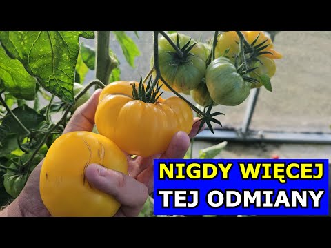 Najgorsza Odmiana Pomidora. Zawiodłem się na Tych Odmianach. Uprawa Pomidorów Polecane Odmiany Smak.
