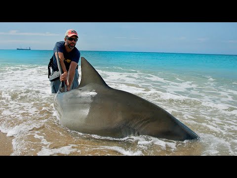 This MASSIVE Shark Tried to Eat Other Sharks at the Beach