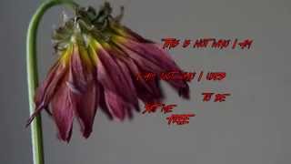 Wither-Counterparts lyrics onscreen