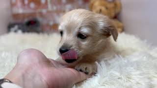 ハーフ犬の動画01