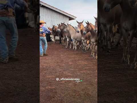 ✅ Tropa diferente 🇧🇷🤠!! #cavalo #boiada #foconoboi #boiadero #gado #fazenda #agro #neloreboi #boi