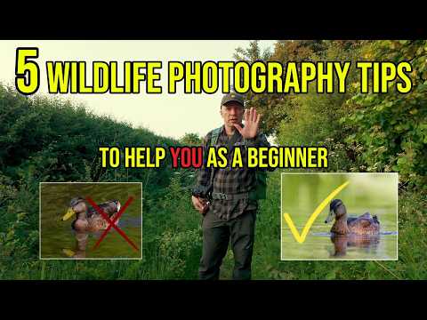 5 Tipps zur Tierfotografie, die mein Anfängerspiel verändert haben