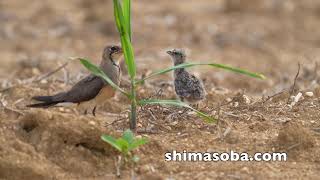 ツバメチドリ子育て中(動画あり)