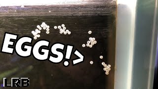 WHAT DO I DO?? MY Corydoras Cory Cats LAID EGGS!!