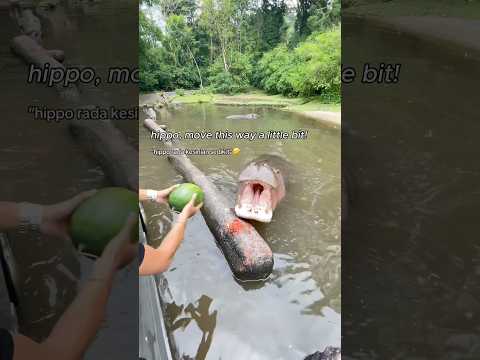 This Man Was Surprised the Hippo Actually Understood His Instruction!