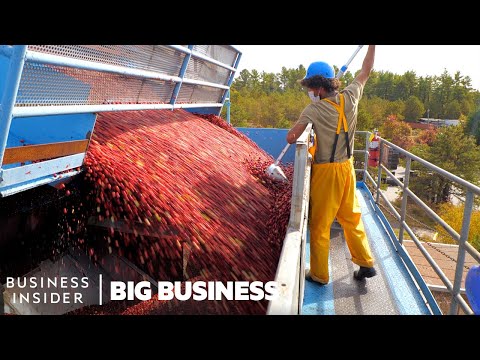 Here's How 100 Billion Cranberries Are Harvested Six Weeks Before Thanksgiving