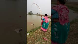 Download lagu Nelayan wanita cantik menangkap ikan lele di kolam besar desa #bass #ikan #kehidupan desa #memancing mp3